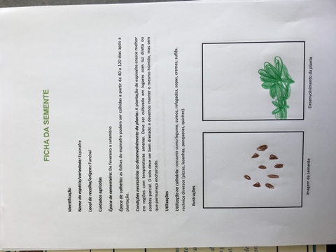 Ficha da semente espinafre - recolhida no Funchal;